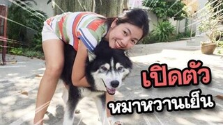 หมาเจอเจ้าของ ที่หายไป2เดือน จะเป็นอย่างไร!! เฟรชชี่ ไซบีเรียน ฮัสกี้ หมาน่ารัก EP1