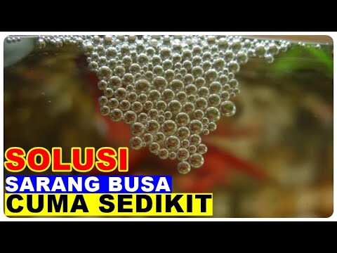 Cara Mengatasi Ikan Cupang Tidak Mau Membuat Gelembung Sarang