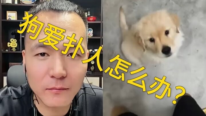 Dog lunges at person, bites finger—see how Pan Hong handles it!