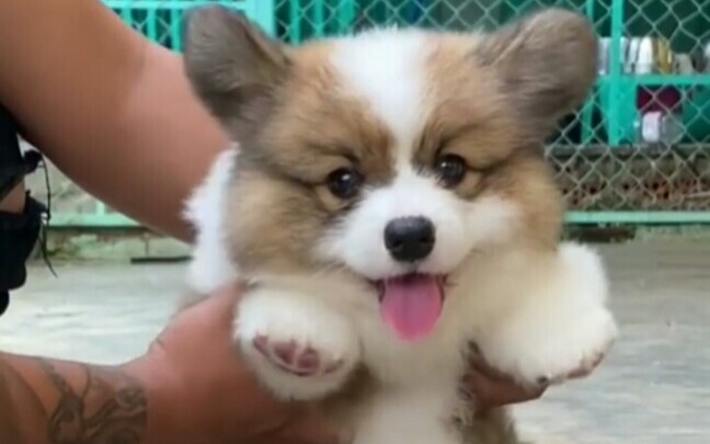 Gầm xe siêu thấp, cún corgi mũm mĩm cực dễ thương, đôi chân béo múp míp