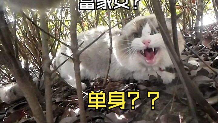 Meow! What kind of cat are you? You’re actually pretty cute!! Ragdoll: Mom, there’s a cat bullying m