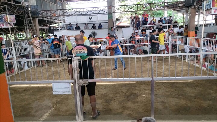 2 times black spartan black cross Lemon mautak na maglaro