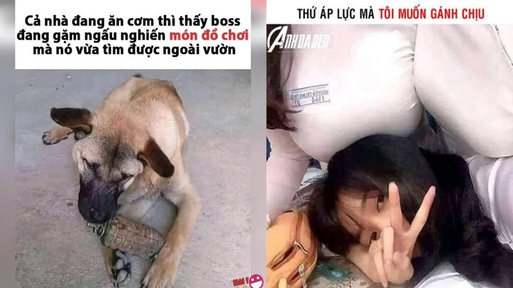 Tổng hợp ảnh chế--phần--80--Con chó trời đánh.