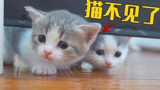 小奶猫一夜之间集体失踪，看了监控，居然是猫妈干的！