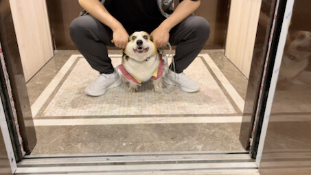 Corgi entered the elevator and was mistaken for an electric car, which is a big departure.