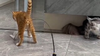 Kucing yang dimaksud meminta agar video tersebut segera dihapus!