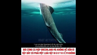 vơi cùng cá mập GREENLAND mà không hề hấn gì vậy đây có phải là loài vật nguy hiểm không