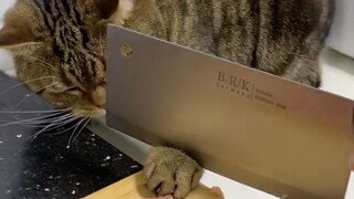 猫：“我什么大场面没见过？”