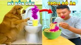 Thú Cưng Vlog | Lốp Đu Bai Troll Bố #1 | Chó thông minh vui nhộn | Smart dog funny pets