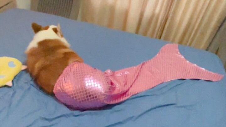 Beneran ada anjing yang begitu memesona?!