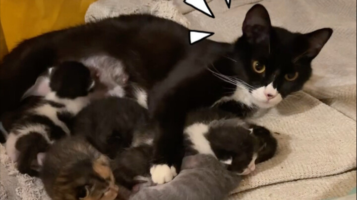 Hao Yun Lai adalah anak yang selalu siap sedia dengan persiapannya sendiri; setelah menjalani hidup 