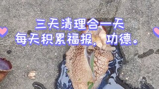 Good fortune and merits are added to the daily cleaning of snails.