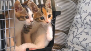 When I brought home my 40th cat, my mom was furious.
