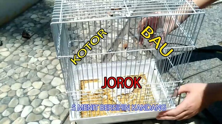 CARA KILAT MEMBERSIHKAN KANDANG LOVEBIRD PAGI HARI SEBELUM BERANGKAT KERJA| PECINTA BINTANG