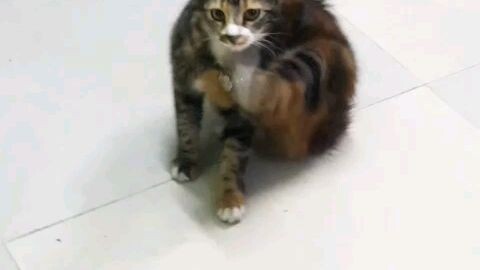 osi kucing ku yg paling imut dan yg paling ku cintai