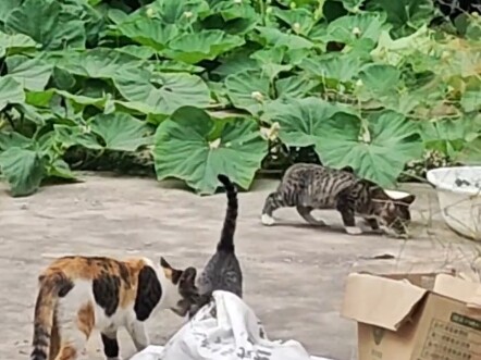 He’s been hanging out at my place way too much lately…