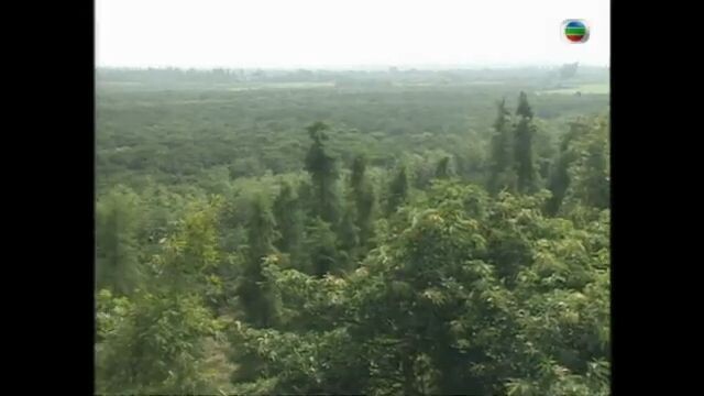 中國旅遊 _ 為食到廣東 10_11 _ 食到新會－新會柑桔、陳皮宴及蟲草宴 _ 李家聲、張延、陳霽平、羅霖 _ 粵語 _ TVB 1995