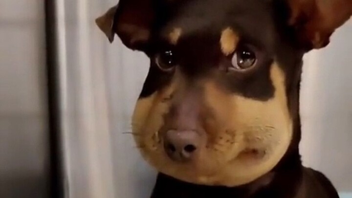 Seekor anjing yang digigit ular...😂