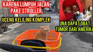 Masya Allah Kucing Lumpuh Uceng Di Ajak Jalan-Jalan Pake Stroller Seneng Banget..!
