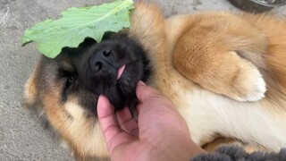 Sheniu Puppy tidak hanya diselingkuhi, tetapi juga kehilangan kedua saudaranya. Hanya Xiao Huang yan