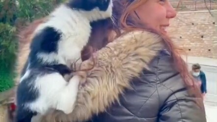 Istanbul is a city of cat lovers. Cats are free and can lie wherever they want!