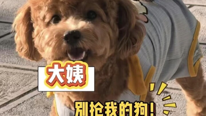 คุณป้า: อย่าคิดนะว่าแค่ใส่รองเท้าเล็กๆ ให้หมาของฉันแล้วมันจะเป็นของเธอ!