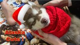 Dương KC | Chó Alaska Baby Ngủ Như Lợn Mặc Kệ Đời | Siêu Đáng yêu !