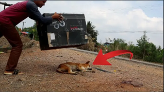 Prank dog funny dog คลิปฮาๆคลิปแกล้งแล้วให้หมาตกใจ อย่างฮา