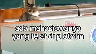 dosen galak#zaintemanime #reaction #reactionvideo #lucu #kucinglucu #kucing #fyp #jawa