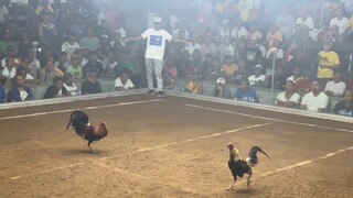 3 Cock Derby March 2023 - 3rd fight (Loss)