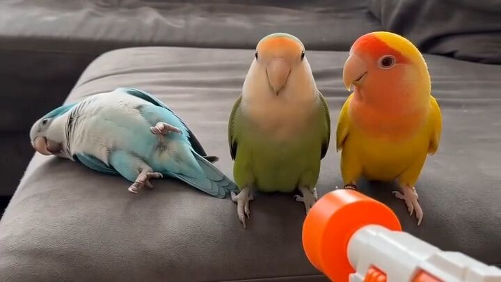 Funny birds Scene