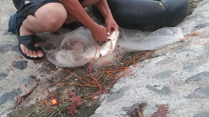 may daliri sa tiyan ng isda