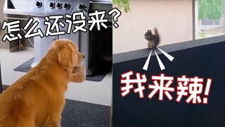 Golden Retrievers really are super warm-hearted guys! An unexpected friendship between a big Golden 