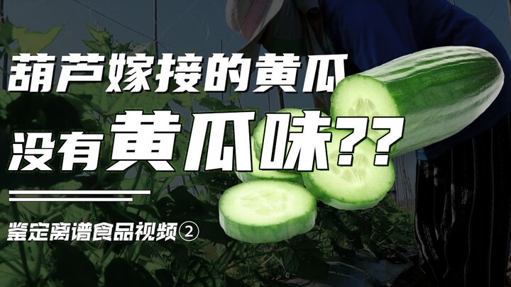 แตงกวาที่ต่อกิ่งด้วยน้ำเต้า ไม่มีรสชาติของแตงกวา? 【วิดีโอพิสูจน์อาหารสุดเพี้ยน】2