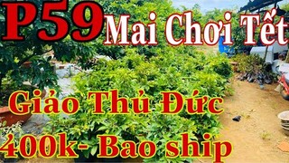 Mai vàng chơi tết p59 | 0384620997 Thư | Mai Giảo Thủ Đức hàng chơi tết 2022 giá 400k/1c bao ship