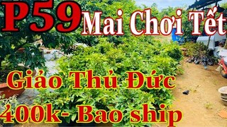 Mai vàng chơi tết p59 | 0384620997 Thư | Mai Giảo Thủ Đức hàng chơi tết 2022 giá 400k/1c bao ship