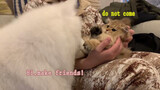 [Animals]Happy life of Golden british shorthair Mashu&Samoyed Ruantang