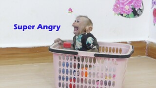 OMG!! Cute Baby Monkey Maku Cry Seizures In Basket Very Angry Mom Put Him Alone In Room