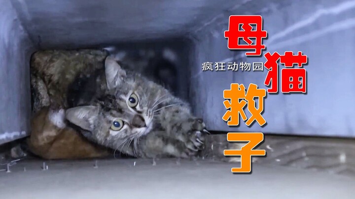 To save her kittens, the mother cat disregarded her own safety and was trapped for seven days and se