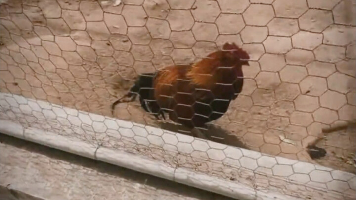 山寨动物园这一块