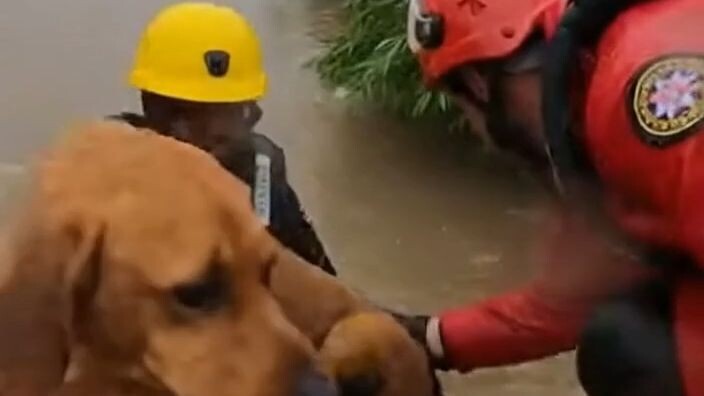 POV We Rescued a Cat From a Flood