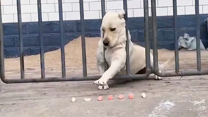 The poor little dog is so anxious it's almost able to speak human language!