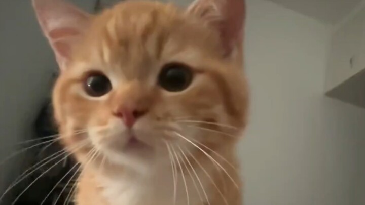 Hey, get up and play with me~