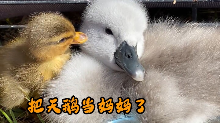 Pak tua menyelamatkan seekor anak angsa, tapi malah dianggap sebagai ibu oleh si bebek—benar-benar a