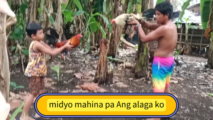 exercise Sa mga alaga.midyo mahina pa..#sabongpinoy#backyardbreeder#sabongnation#bakbakan