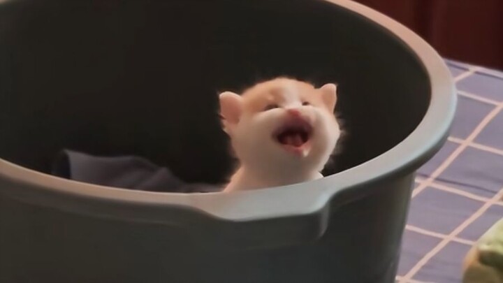 Listening to a cat is like hearing celestial music—briefly brightening the ears!