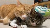 [Hewan]Adik Kucing Dijadikan Bantal