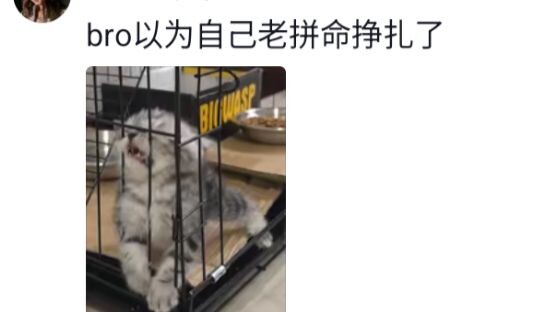 แมว: ปล่อยฉันออกไป… เอ๋ ทำไมฉันออกมาได้ล่ะ?