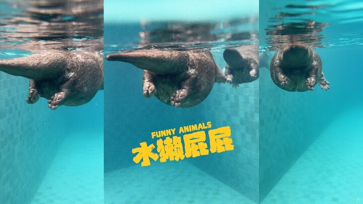 للوقاية من أنكم لم تروا مؤخرة ثعلب الماء من قبل 🦦