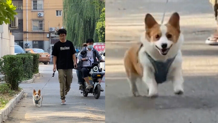 Saat Corgi jalan-jalan ketemu mamanya, sekejap kemudian dia berlari sekuat tenaga mendekat: Inilah k